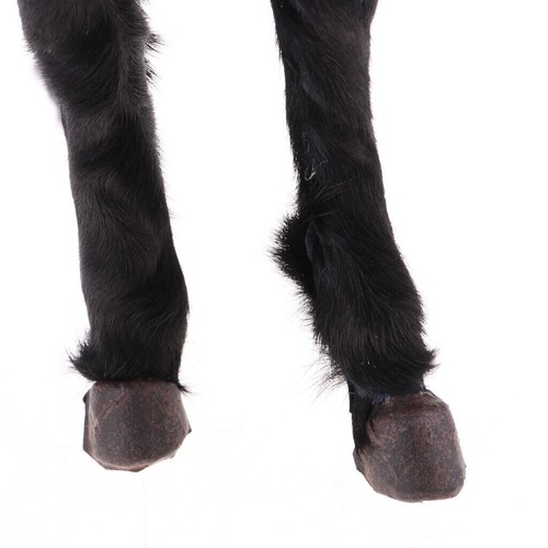 Nuova scultura in resina figura cavallo animale scala 1/6 per action figure 12 pollici nero - Foto 3 di 11