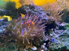 Rose Bubble Tip Anenome