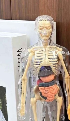 Human Transparent Body Model Kit Anatomy Skeleton Organ Bone Body Education Aid - Picture 7 of 7