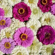 100 Blueberry Cheesecake Zinnia Mix Seeds. USA Seeds. Organic. Ships free