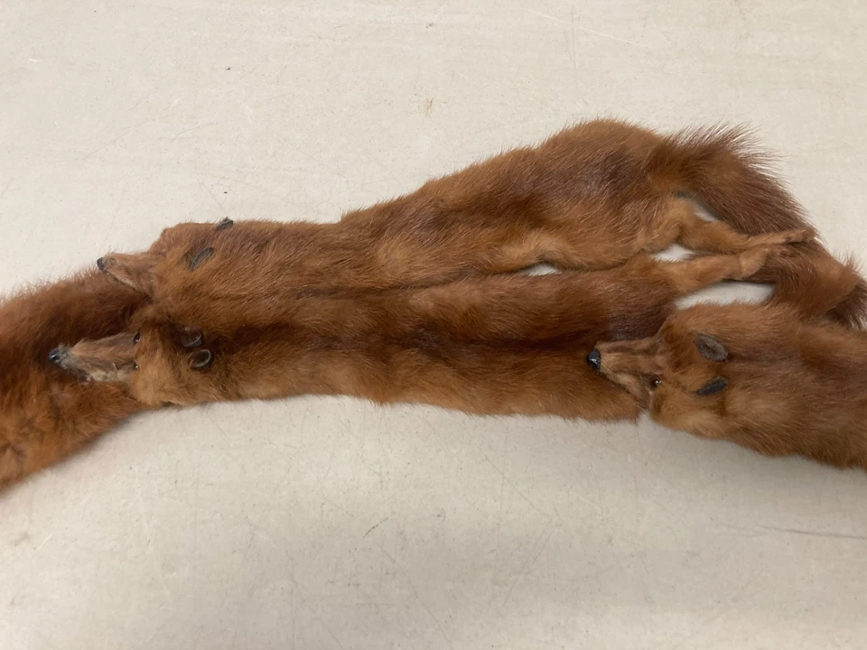 Vintage 5 Mink Fur Stole Pelts Scarfs Heads Full Body Taxidermy 1940s 1950s - Image 3 of 4