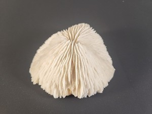 Natural White Mushroom Coral Sea Ocean Reef Aquarium Specimen 4.5 Inch READ