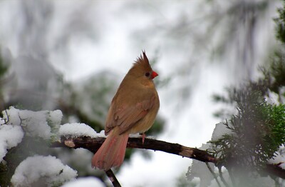 Bird Photography Print, Northern Cardinal - Female Winter