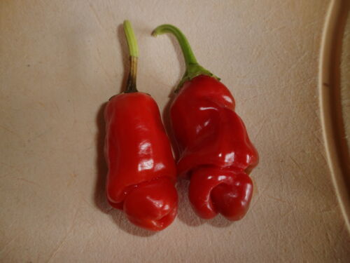 Penis Chili rot der glatte dicke * 10 Samen * tolles Geschenk*NATURWUNDER - Picture 2 of 5