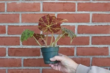 begonia Marmaduke live plant, rooted plant