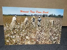 Harvest Time Down South Postcard￼