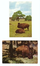 2 Buffalo Postcards Bison