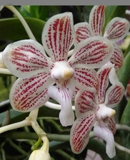 NEW HYBRID Vanda jennea x  Vanda celbica   Fragrant Orchids Seedling