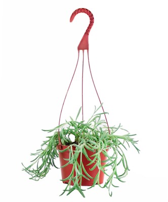 6 hanging fish hook succ String of Fishhooks Senecio (6 Inch Succulent Hanging )