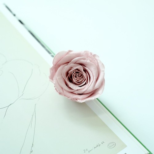 Preserved Rose FLower 6Pcs / Gift Box Head 5-5.5cm - Bild 71 von 73