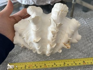 Tridacna Squamosa Giant clam Shell ~9 Inch