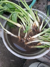10 pcs EDIBLE  Elephant Ear Stalks LIVE PLANT - Taro  babyl plants / Bac ha