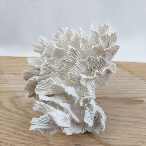 Hibiscus Coral 10.5oz Home Decor Coral Reef 5.5"x5"x4" - Picture 5 of 16