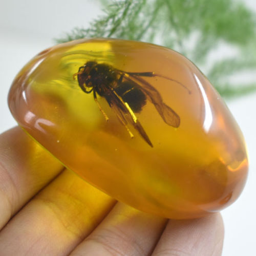 Beautiful Amber Bee Fossil Insects Manual Polishing | eBay