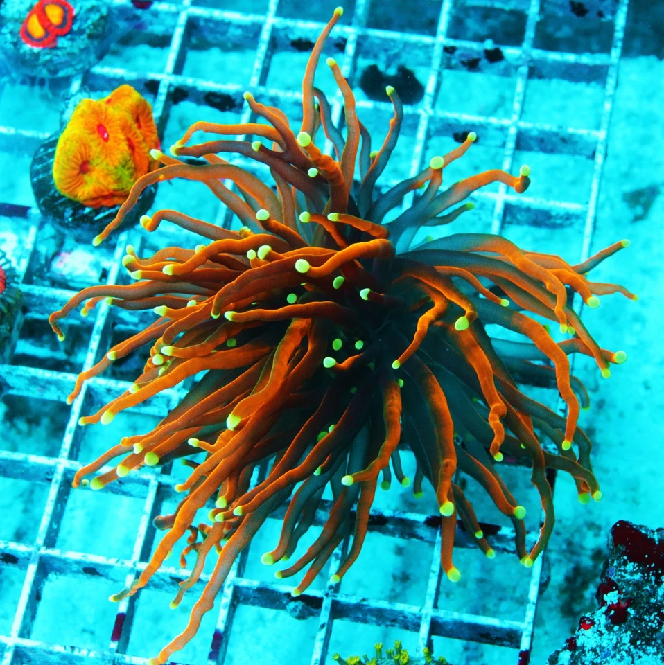 Indo Gold Antorcha Frag Zoanthids Paly Zoa PLC LPS Corales Foto 2 de 2