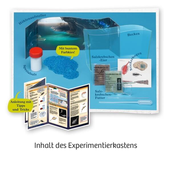 Thumbnail - Fun Science Wuselnde Salzkrebse