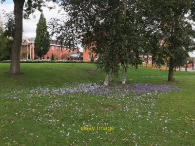 Foto 6x4 Herbstkrokus auf dem Gelände des Rathauses von Long Eaton SK4933 : L c2021