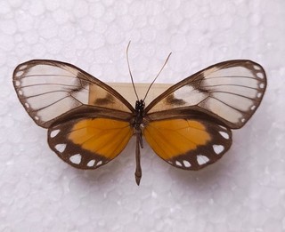 Godyris zavaleta caesiopicta female Ithomiidae Costa Rica Entomologie