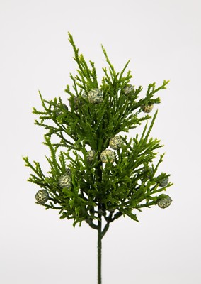 rhamnus alaternus variegata Variegated Italian Buckthorn