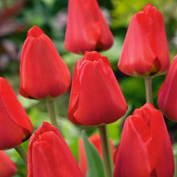Tulip Bulbs , Red Tulip Bulbs , Country Creek brand. - Image 2 of 3