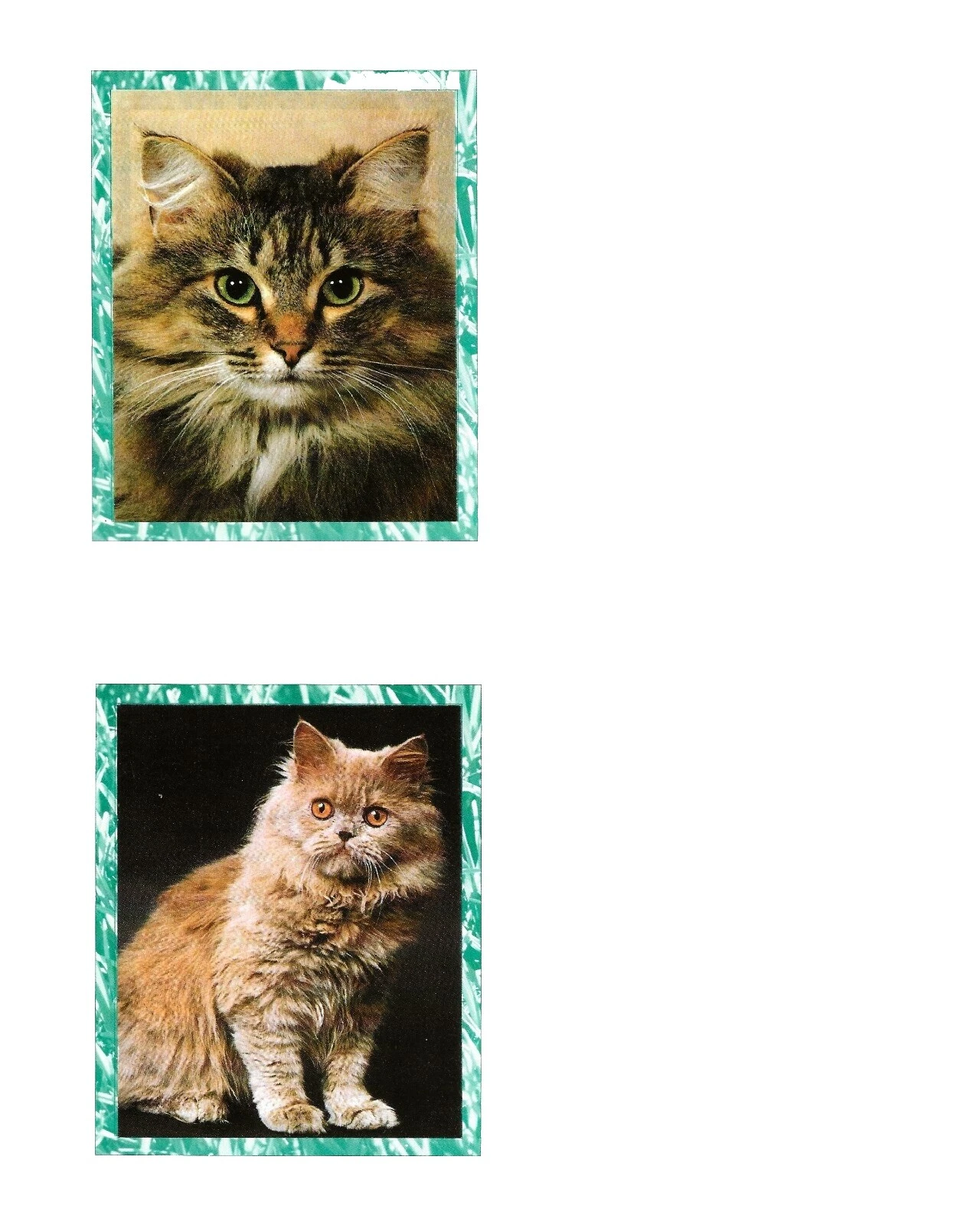 Gatos Sellos de ISRAEL