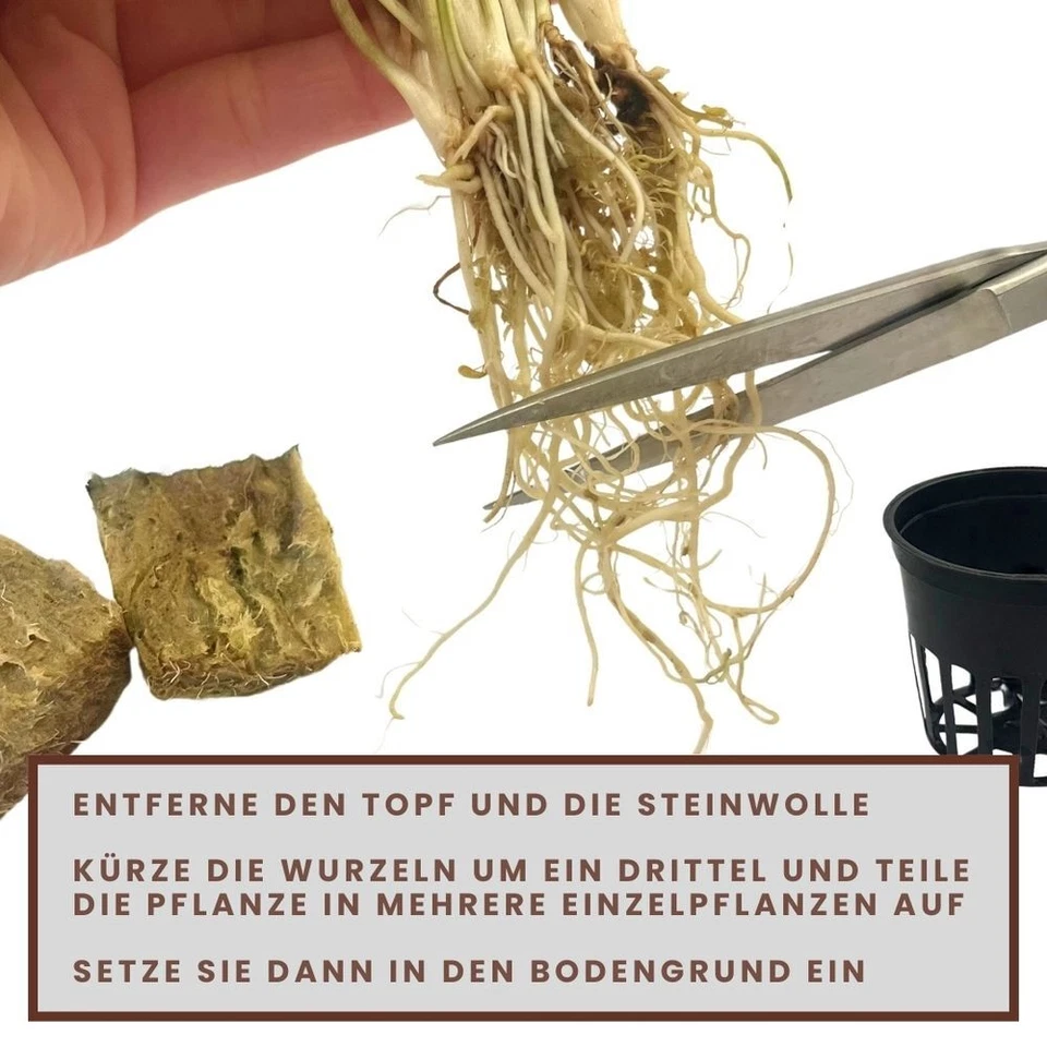 Aquarium Pflanze 3 Stück Anubias heterophylla Wasserpflanzen AquaOne Nr.302 - Bild 4 von 4