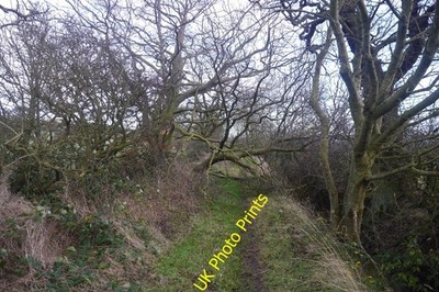 Foto 6x4 Umgestürzter Baum Haddington\/NT5173 blockiert fast die grüne Spur R c2015