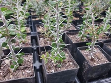 Alluaudia comosa -  Madagascar - Rooted - Seldom Offered