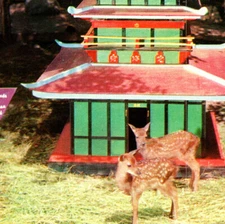 Vintage 1960s Japanese Sika Deer Pagoda Nursery Catskill Game Farm Postcard NY