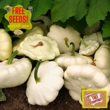 White Bush Scallop Squash Seeds | Summer | Heirloom Non-GMO | Vegetable Seeds