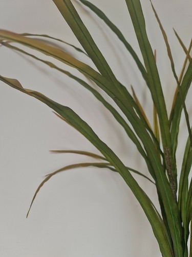 3 X Artificial green/yellow Leaf Orchid large Plants 100cm Foliage, Greenery - Picture 11 of 12