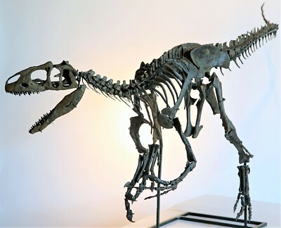 ELDRESO Bone Dinosaur Long エルドレッソ Dilophosaurus Skeleton - Album alb3833175