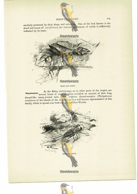 Getrocknetes Blatt Insekt & Faden Skorpion, Tierbuch Illustration (Druck), um 1916