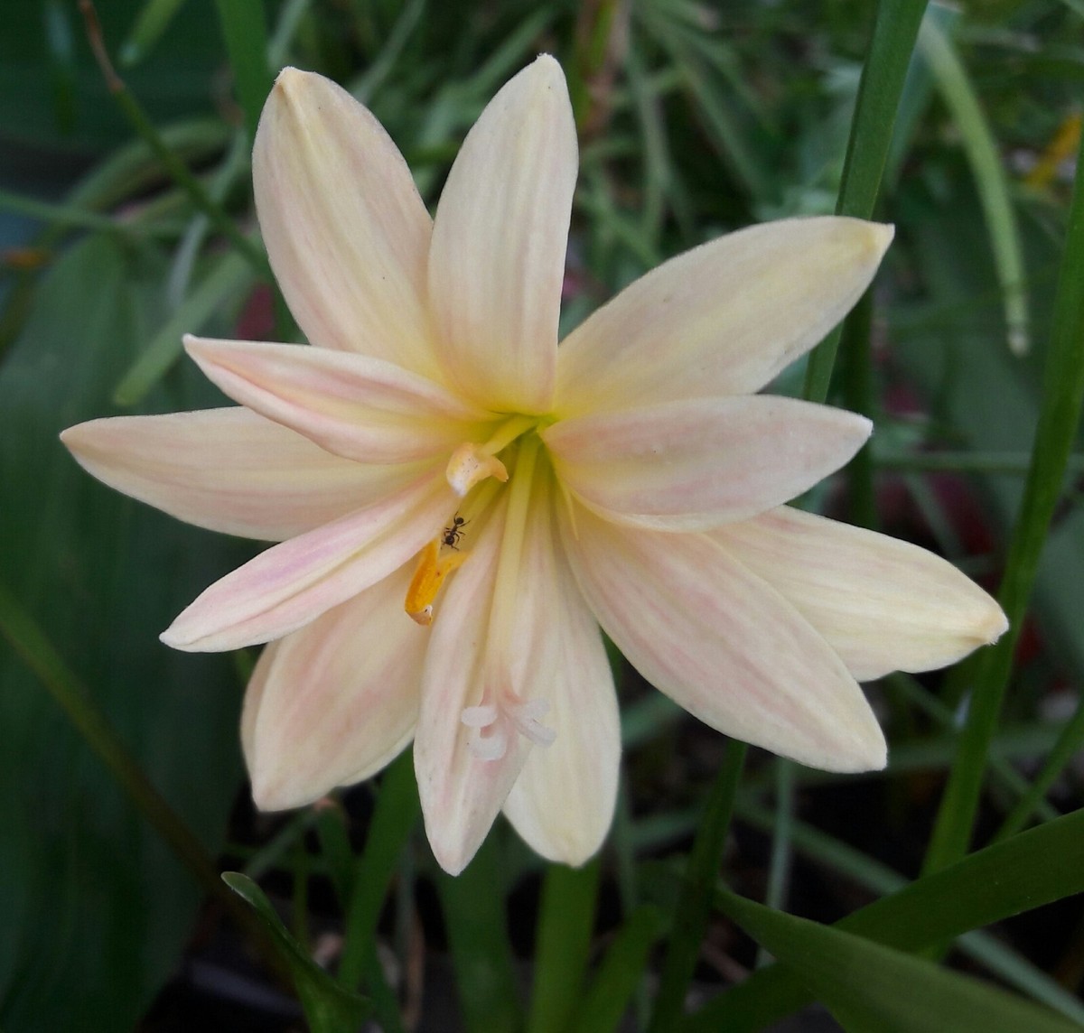 1 Bulb Double-Flowered Rain Lily🍑Zephyranthes Apricot King