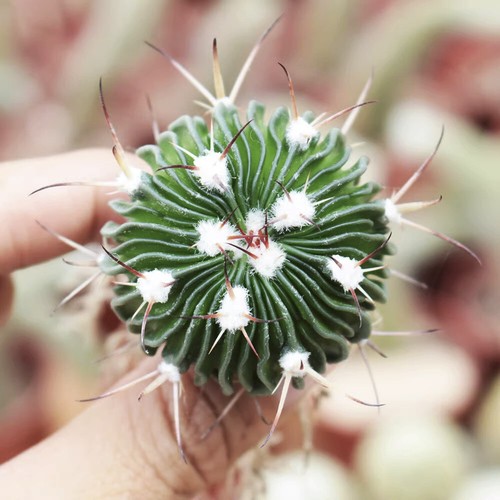 3-7CM Succulent Cactus Plant Stenocactus Multicostatus Cactaceae Beautiful Plant - Picture 24 of 36