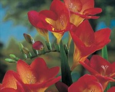 Freesia 'Single Red' WPC Prins Quality Summer Bulbs/Tubers Pack x20