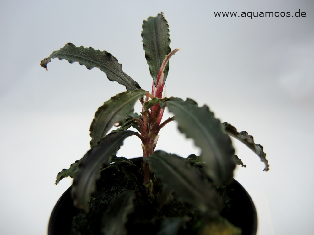 Bucephalandra sp. ""rojo mini" , rojo Bucephalandra catherinae, raro + hermoso