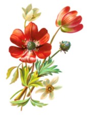 Vintage Image Orange Poppy Flowers Furniture Transfers Waterslide Decals FL539