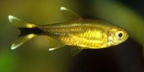 Bulk live clearance fish for sale