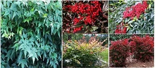 RED NANDINA RED BERRY BUSH SHRUB 15 +  SEEDS USA Seller