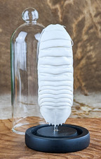 Giant Sea Isopod Glass Dome Display taxidermy...