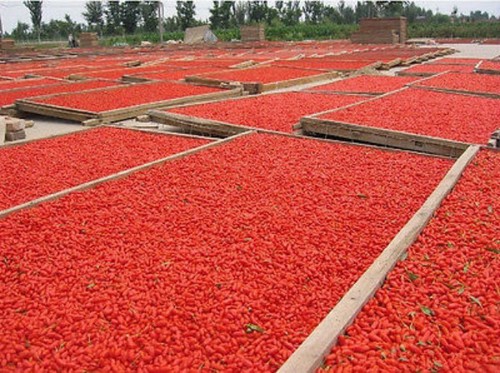250g Frische getrocknete Goji-Beeren, Goji-Beeren, Bio-Goji-Beeren-Kräutertee - Bild 8 von 12
