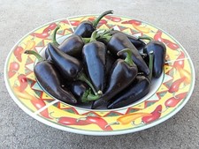 Purple Jalapeno hot chili pepper seeds non-gmo heirloom open pollinated