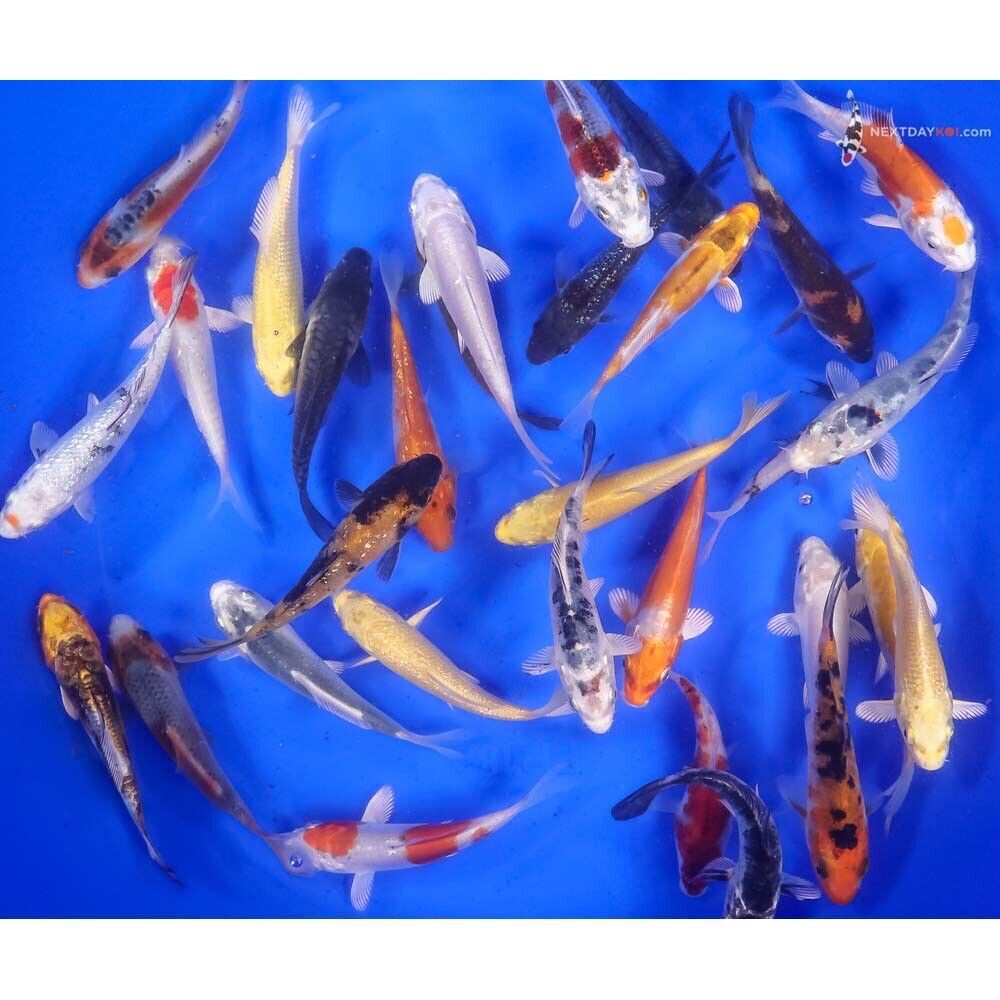 (10) 3-4” ASSORTED and UNPICKED LIVE KOI FISH From America’s Leading Koi Farm
