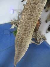 rattlesnake skin prairie rattle snake hide SOFT TANNED wrap pen blanks 27 in R18