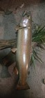 Large Rainbow Trout Real Skin Mount And Scene — photo 3