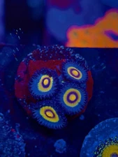 TNTcoral-Wolverine Zoa 2-3p Frag-WYSIWYG-Frag-Live Coral-LPS-SPS-ZOA