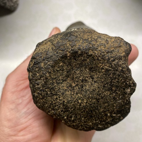 MLC s4709 5 1/2 geknöpfte Oberseite Grübchen Glockenstößel Schleifstein altes Ohio Artefakt - Bild 7 von 12