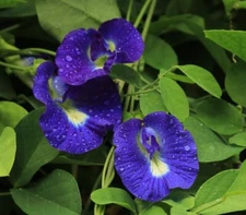 Asian Pigeonwings, Butterfly Pea, Clitoria Ternatea - 30 Seeds 2025 - USA