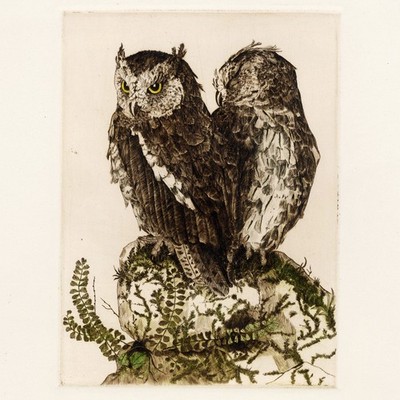 Superb Hand-Colored Etching of Two Screech Owls, by Christine Mcginnes (?)